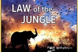 final blog image -law of the jungle